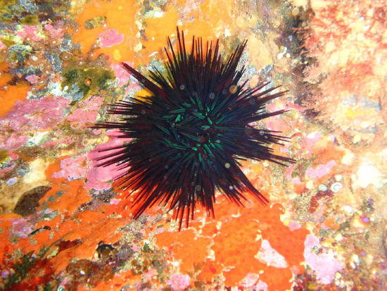  Centrostephanus rodgersii (Needle Sea Urchin)